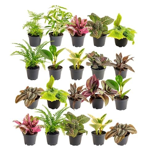 Costa Farms Live Mini Indoor Plants in Assorted 20 Pack