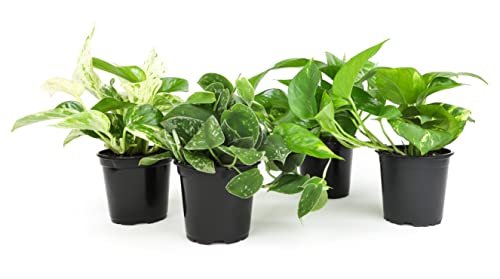 Live Pothos Plants (4PK) Indoor Plants Live Plants for Pets