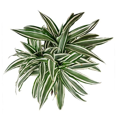 Dracaena Warneckii (4