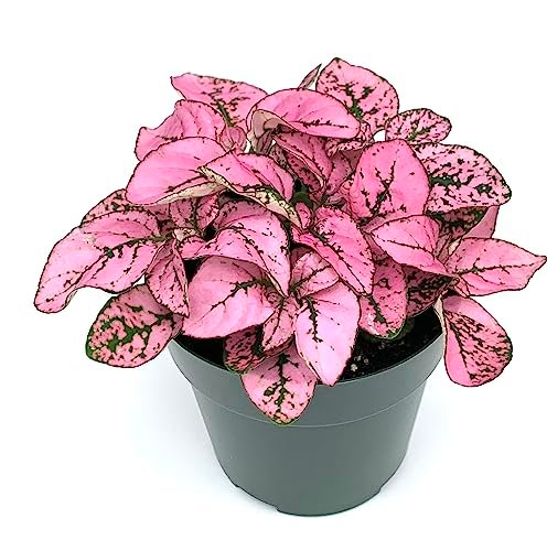 Hypoestes Pink Splash Live Potted House Plants in 2