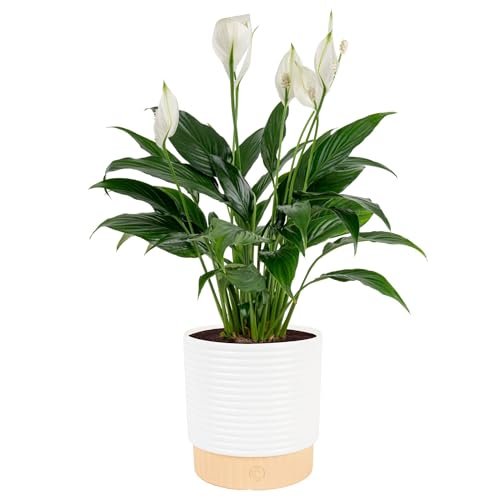 Costa Farms Peace Lily Live Plant in Decorative Indoor Pot