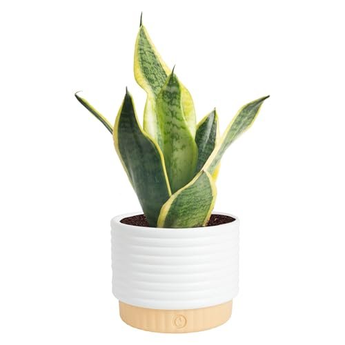 Costa Farms Snake Plant, Sansevieria Live Plant in...