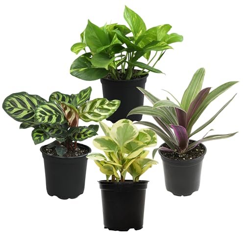 Essential Houseplant Collection (4PK) Live Plants Indoor...
