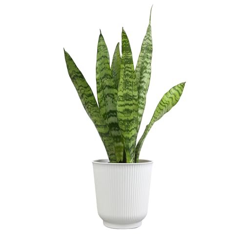 Altman Plants Variegated Snake Plant Decor, Sansevieria...