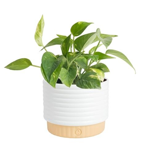 Costa Farms Golden Pothos Live Plant, Devil's Ivy in Pot