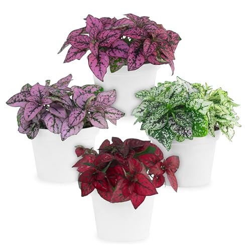 Polka Dot Plant Collection (4-Pack) - House Plants Live...