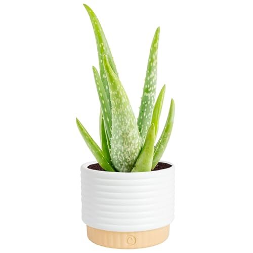 Costa Farms Aloe Vera Live Plant in Decorative Pot
