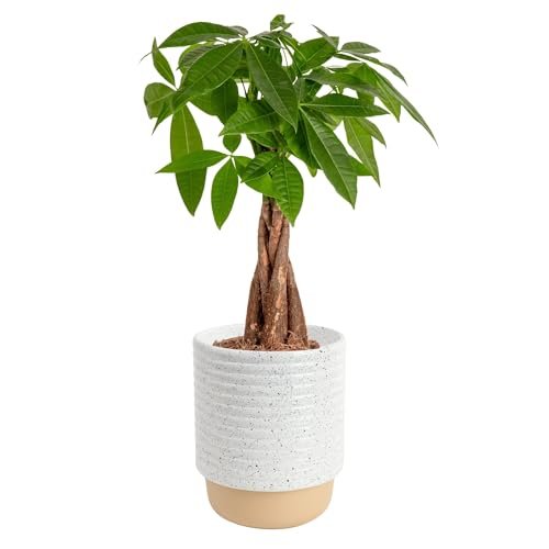 Costa Farms Money Tree Live Plant in Decorative Pot