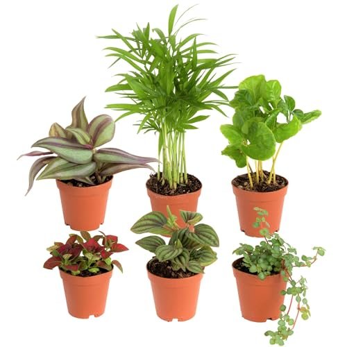 Costa Farms Live Mini Indoor Plants in Plastic Pots