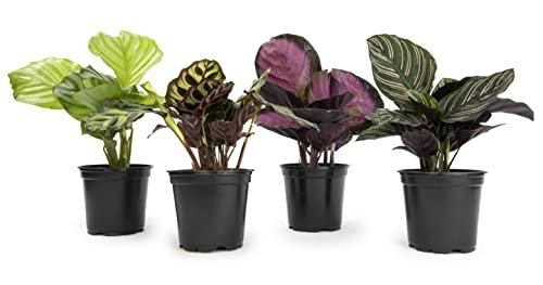 Live Calathea Houseplant (4 Pack), Pet Safe Indoor Plant Mix