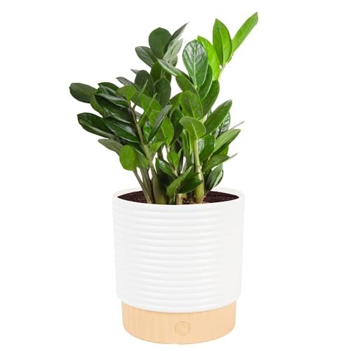 Costa Farms ZZ Live Plant in Decorative Pot, Easy Care