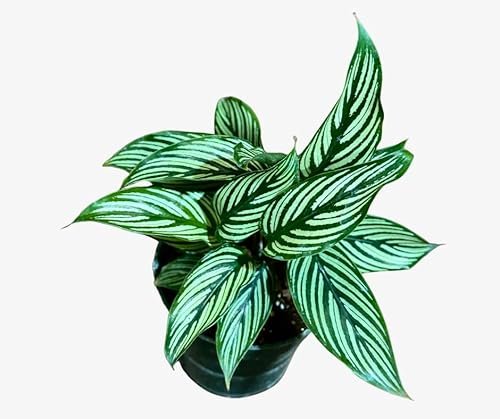 PLANTVERS Live Calathea Plant – Easy Care Vittata Low Light