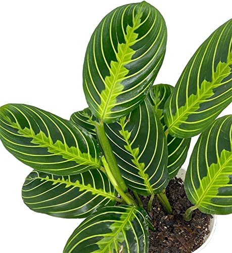Live Plant, Lemon Lime Maranta Prayer Plant, 4 inch Pot