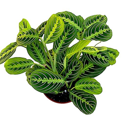 Live Plant, Lemon Lime Maranta Prayer Plant, 4 inch Pot