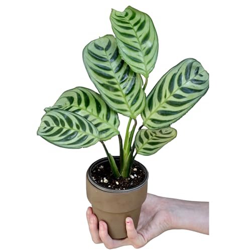 PLANTVERS Live Calathea Burle Marx in 3inch Nursery Pot