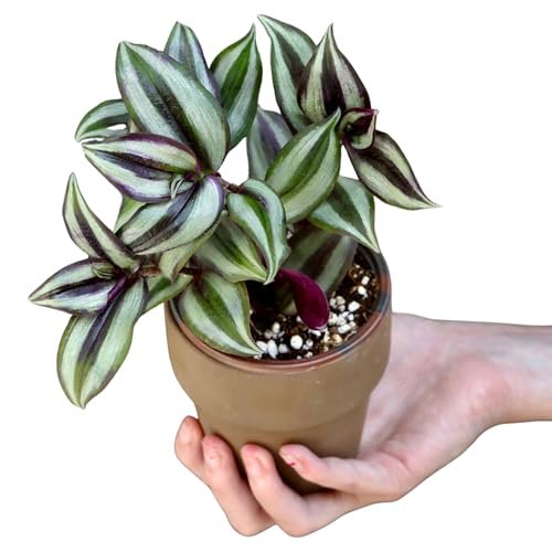 PLANTVERS Live Silver Jew in 3