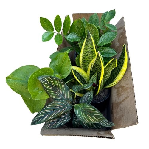 PLANTVERS Set of 4 Assorted Indoor Plants in 4