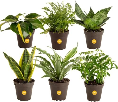 Costa Farms Live Indoor Plant Bundle in 6 Plastic Pots