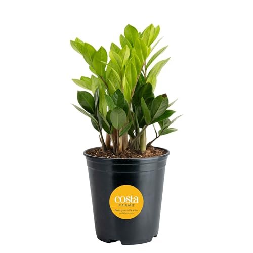 Costa Farms ZZ Live Plant in Plastic Pot, Air Purifying