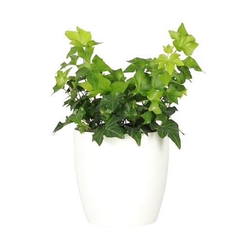 Thorsen's Greenhouse Live Green English Ivy Plant, 4-Inch...