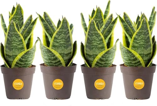Costa Farms Snake Plant, Live Plants in Assorted Plastic...