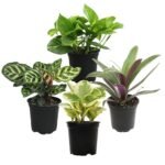 Best Air Purifying House Plants - comprehensive buying guide and reviews