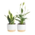 Best Air Purifying Indoor Plants - comprehensive buying guide and reviews