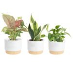 Best Air Purifying Plants for Home - comprehensive buying guide and reviews
