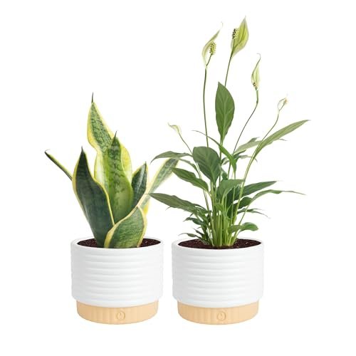 Best Indoor Air Purifying Plants - comprehensive buying guide and reviews