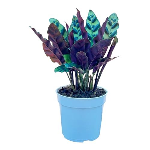 Best Low Light Air Purifying Houseplants Care Requirements - comprehensive buying guide and reviews