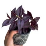 Best Low Light Air Purifying Plants Care Instructions - comprehensive buying guide and reviews