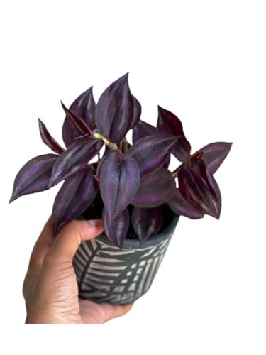 Best Low Light Air Purifying Plants Care Instructions - comprehensive buying guide and reviews
