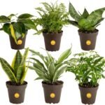 Best Plants to Purify the Air - comprehensive buying guide and reviews