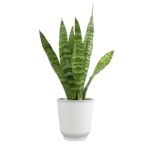 What Are the Best Air Purifying Plants - comprehensive buying guide and reviews