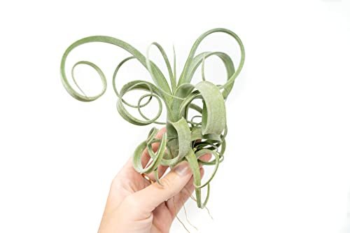 Air Plant Shop Tillandsia Curly Slim (T. Intermedia x...