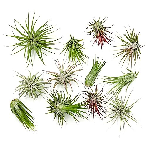 ragnaroc Air Plants - Tillandsia Ionantha Pack, 12ct Live...