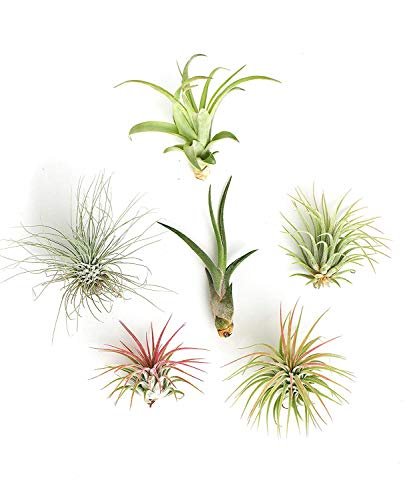 Shop Succulents | Assorted Collection of Live Air Plants,...